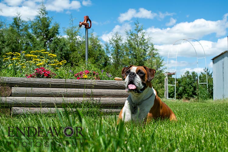 boxer dog photograph