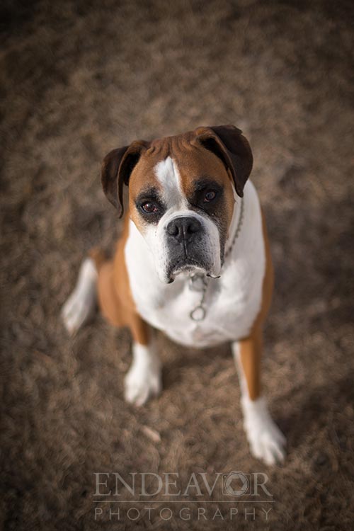 pet boxer photograph