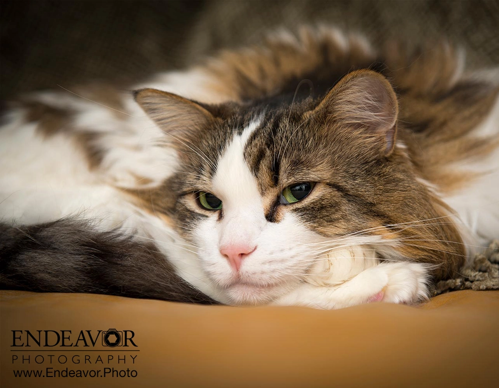pet cat photograph