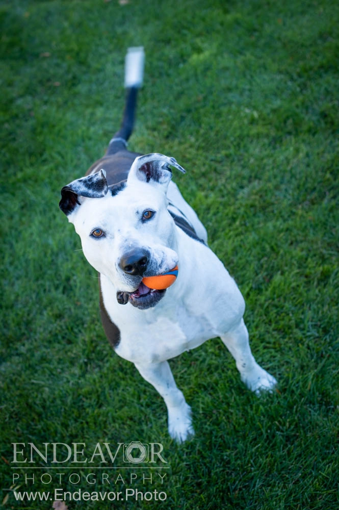 pet dog photograph with ball at park